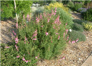 Apple Blossom Penstemon