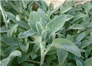 Lamb's Ear