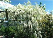 White Chinese Wisteria