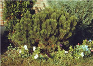 Mugho Pine