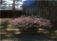 Whirling Butterflies Gaura