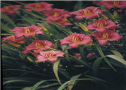 Little Bobo Daylily