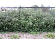 Coast Rosemary
