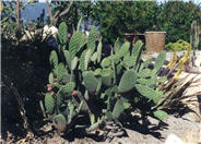 Mission or Tree Cactus, Indian Fig