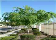 Chinese Elm, Chinese Evergreen Elm