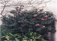 Common Camellia