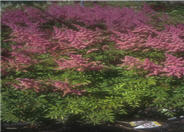 False Spirea