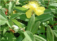 Creeping St. Johnswort