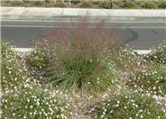 Pink Muhly Grass