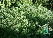 Giant Catmint