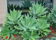 Fox Tail Agave, Velvet Agave