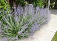 Azure or Russian Sage