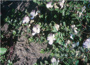 Sineless Caper Bush