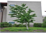 Maidenhair Tree, Ginkgo Tree