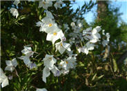 Potato Vine