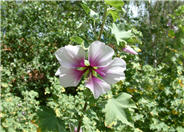 Mediterranean Tree Mallow