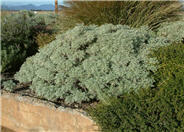 Powis Castle Artemisia