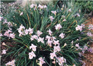 Pacific Coast Irises