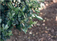 Waxleaf Privet