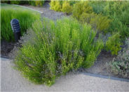 Green Lavender Cotton