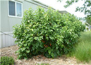 Oregon Grape