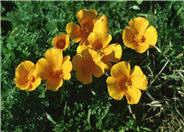 California Poppy, Golden Poppy