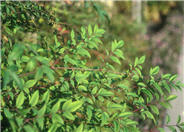 Nandina, Heavenly Bamboo