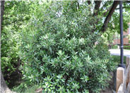 Toyon, Christmas Berry