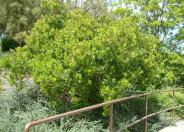 Strawberry Tree
