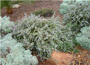 Rosemary