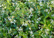 Star Jasmine, Maile Haole