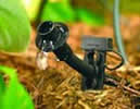 Drip Irrigation